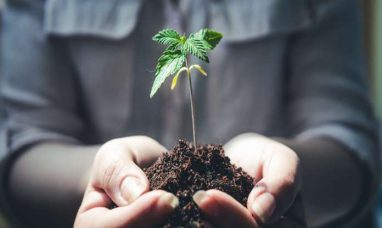 Canopy Growth to Report Third Quarter Fiscal 2025 Financial Results on February 7, 2025