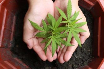 IM Cannabis to Report First Quarter 2025 Financial Results on Thursday, May 15th at 9:00am ET