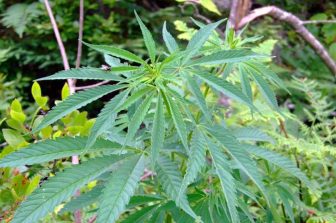 Cannabidiol Market to Hit $22.05 Billion by 2030 at CAGR 15.8% – Grand View Research, Inc.