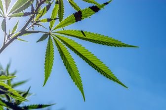 123Invent Inventor Develops New Accessory for Cannabis Smokers (PPH-104)