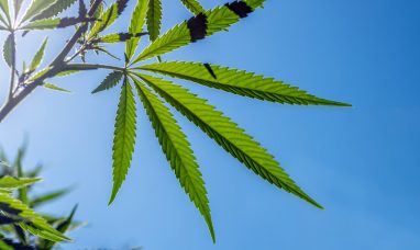 123Invent Inventor Develops New Accessory for Cannabis Smokers (PPH-104)