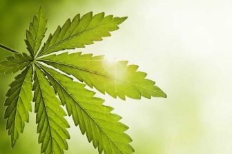 Curaleaf Reports on Voting Results from the 2025 Annual General Meeting of Shareholders