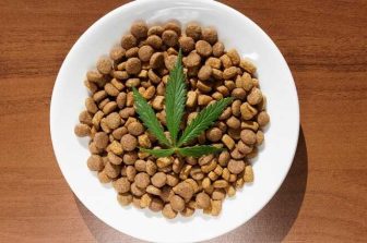 PLEOPHARMA, INC. Presents Positive Cannabis Withdrawal Clinical Trial Results at The College on Problems of Drug Dependence Annual Meeting