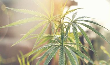 Charlotte’s Web Reports Shareholder Meeting Voting Results