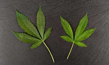 Cannabis Market worth $125.76 billion by 2030- Exclusive Report by MarketsandMarkets™