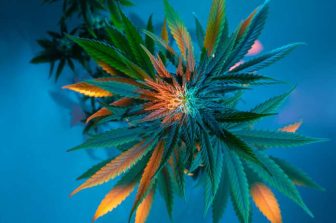 AGLC Announces Cannabis Welcome at Alberta Concerts and Festivals