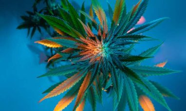 AGLC Announces Cannabis Welcome at Alberta Concerts and Festivals