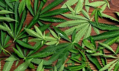 UC Asset Hails Pro-Cannabis Policy Development at President Trump’s Office