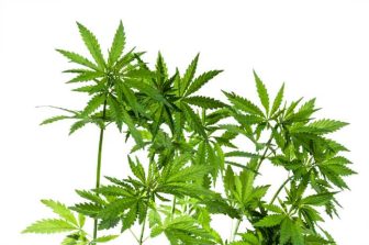 Innocan’s Findings to be Showcased in Scientific Poster Reception at PAINWeek 2025 Conference in Las Vegas, Nevada