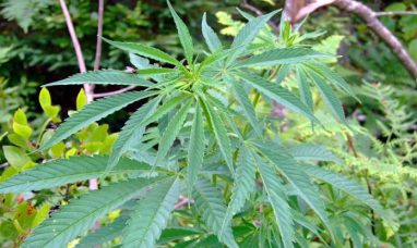 Edify Launches Premium CBD Hemp and Nootropic Gummies from the Bluegrass Region of Kentucky