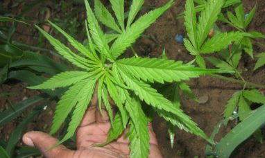 Trulieve to Open New Dispensary in Bisbee, Arizona