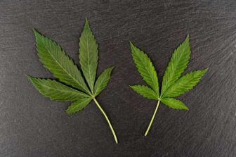 Leading Global Cannabis Genetics Company Barneys Farm Cancels Proposed Merger with PowerPlant, Inc.