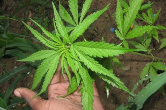 Halunen Law Sues Texas-Based Home Builder for Violating Minnesota Law Protecting Employees’ Off-Duty Cannabis Use