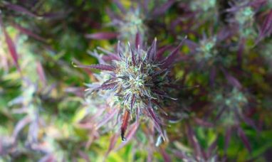 Trulieve Announces Conditional Approval for Texas License