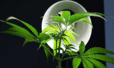 Rep. James Comer (R-KY), American Farmers, and Hemp Industry Leaders Call for Two-Year Hemp Extension in Washington