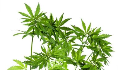 Rare Cannabinoid Company Expands Mood Collection with New THC-Free CBC Gummies with CBC and CBD