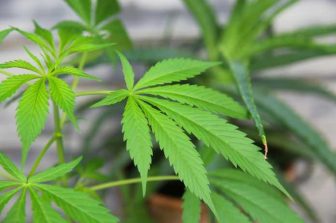 MTL Cannabis Corp. Files Third Quarter Results