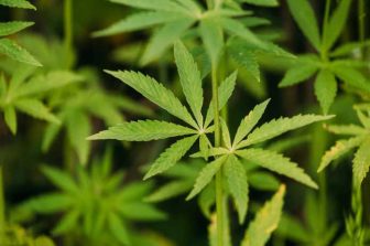 Speakeasy Dispensary Helps Patients Access Low-Cost Medical Cannabis Certification in Lexington