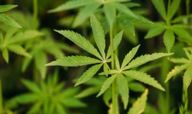 Speakeasy Dispensary Helps Patients Access Low-Cost Medical Cannabis Certification in Lexington