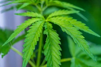Standard Wellness Announces New Dispensary Opening in Lakewood, Ohio