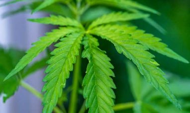 Standard Wellness Announces New Dispensary Opening in Lakewood, Ohio