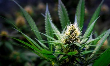 High Tide Subsidiary NuLeaf Naturals Pursues Participation in U.S. Medicare CBD Pilot Launching Today