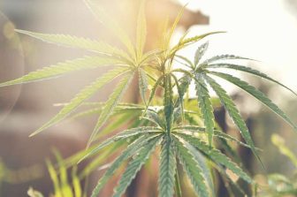 The City Never Sleeps on 420: Inside Travel Agency’s New York-Driven 420 Campaign