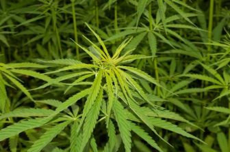 Curaleaf Bolsters Florida Footprint with Two New Medical Dispensaries in Jacksonville Beach and Fernandina Beach