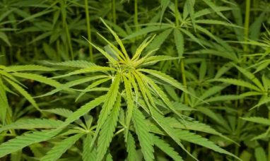 Curaleaf Bolsters Florida Footprint with Two New Medical Dispensaries in Jacksonville Beach and Fernandina Beach