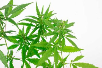 LeafLink’s 2026 Wholesale Cannabis Pricing Guide Now Available