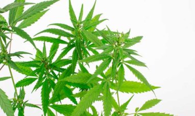 LeafLink’s 2026 Wholesale Cannabis Pricing Guide Now Available
