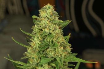 GELATO CANNA LAUNCHES THE “BALLER BRUSH”: A NEW, EASY WAY TO CUSTOMIZE YOUR CANNABIS EXPERIENCE