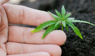 Patient First Coalition Supports DEA’s Medical Cannabis Review Process Providing Experts Advocating for Sch...