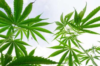 CBD Isolate Market Size to Reach USD 9.20 Billion by 2033, Growing at 14.2% CAGR Driven by Regulatory Clarity, Formulation Innovation, and Standardized Manufacturing: Verified Market Research