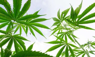CBD Isolate Market Size to Reach USD 9.20 Billion by 2033, Growing at 14.2% CAGR Driven by Regulatory Clarity, Fo...