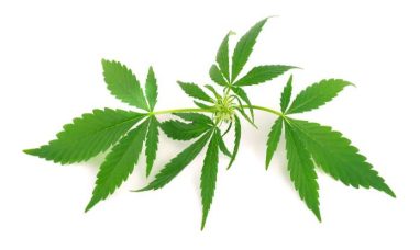 High Profile Cannabis Opens in Manchester, Offering Convenience for I-384 Commuters