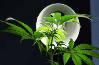 A THIRD FEDERAL RULING SAYS STIIIZY PRODUCTS DO NOT INFRINGE ON PAX PATENTS