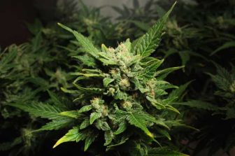 CANNABIS TEAMSTERS LAUNCH ULP STRIKE