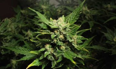CANNABIS TEAMSTERS LAUNCH ULP STRIKE