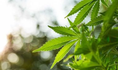 Curaleaf and Trulieve Lead the 5W AI Intelligence Cannabis Citation Ranking